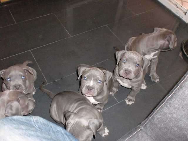 pitbull blua line  Welpen